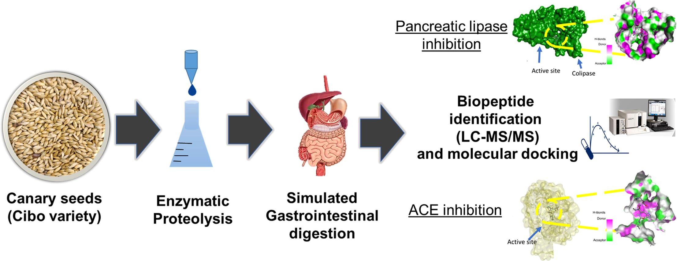 Enzyme kinetics, molecular docking, and in silico characterization of canary seed peptides.