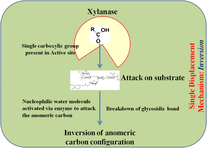 Mode of action of xylanase: inversion.