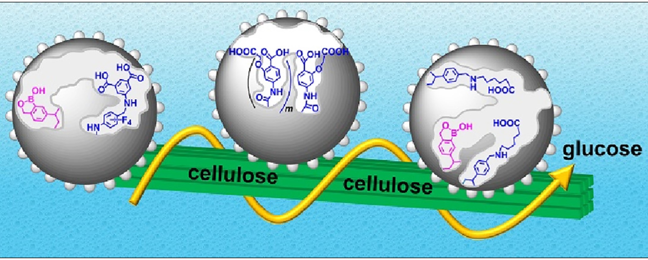 Synergistic hydrolysis of cellulose by cellulase-mimicking polymer nanoparticle catalyst blends.