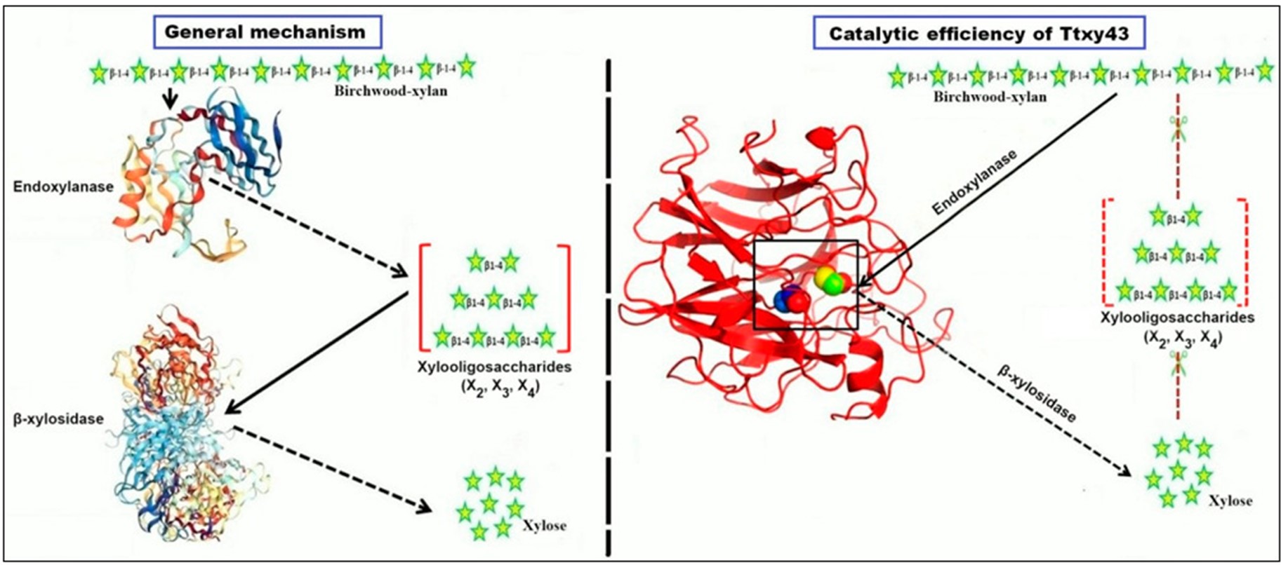 Xylan is efficiently enzymatically cleaved to xylose.