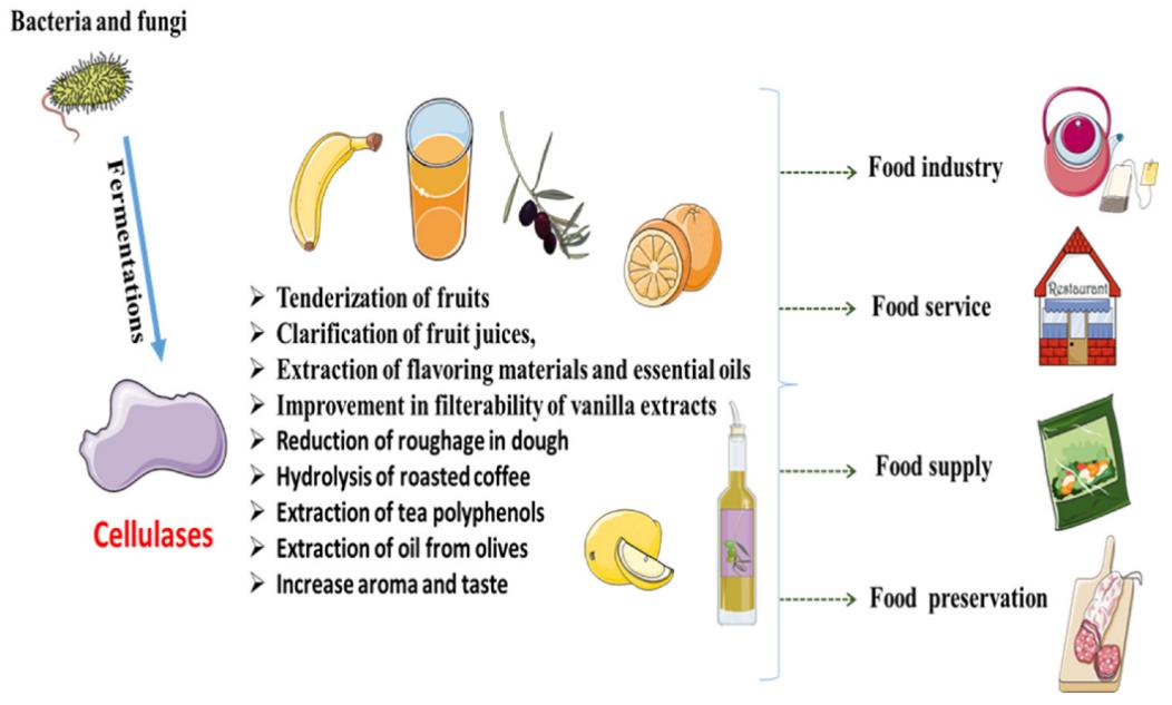 Cellulase application in the food industry.