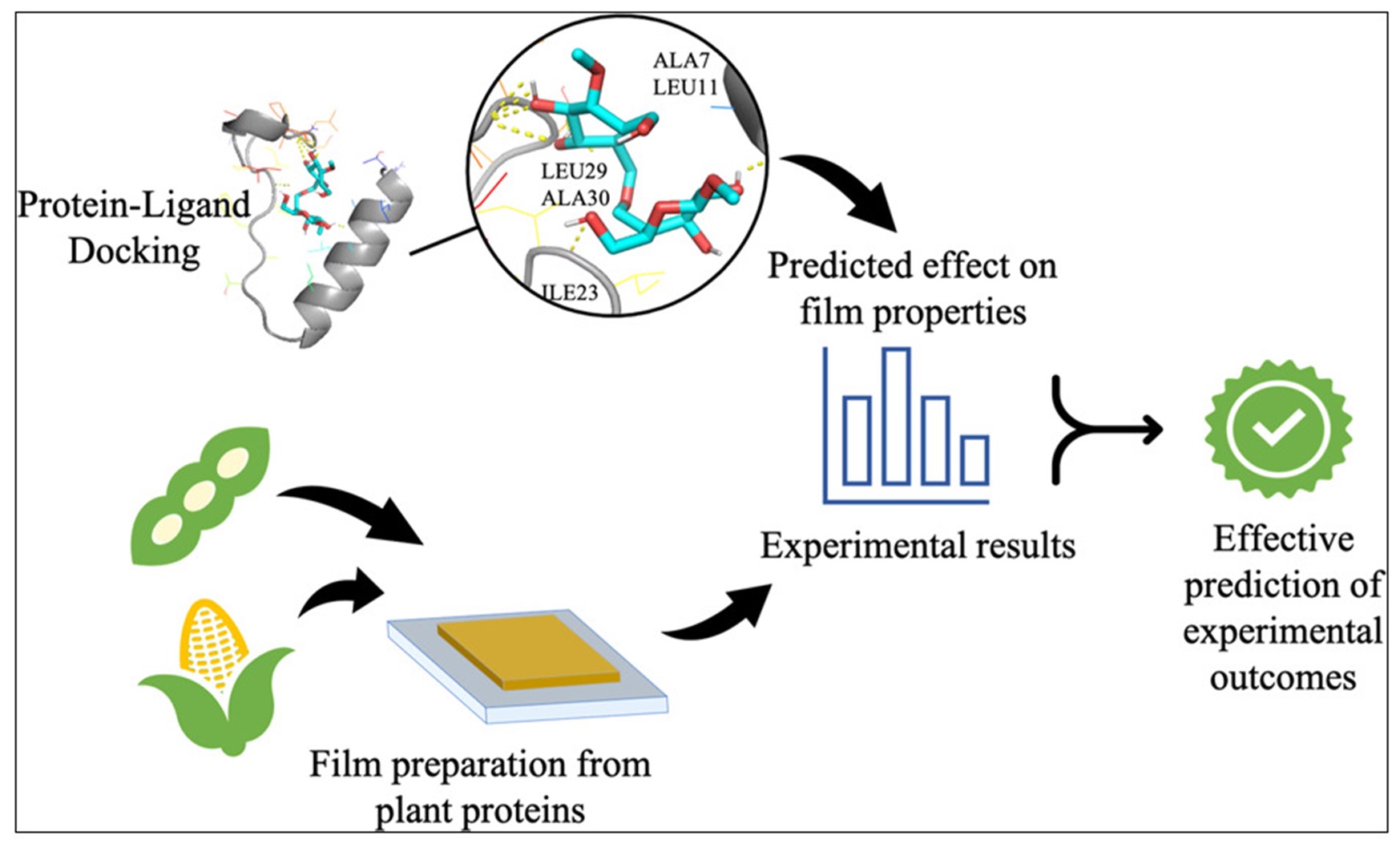 Fig. 1 Computational and experimental study of protein-ligand docking in bioplastic films with soy protein, corn protein and natural modifiers.