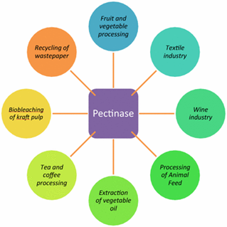 Application of microbial pectinase in the food industry.