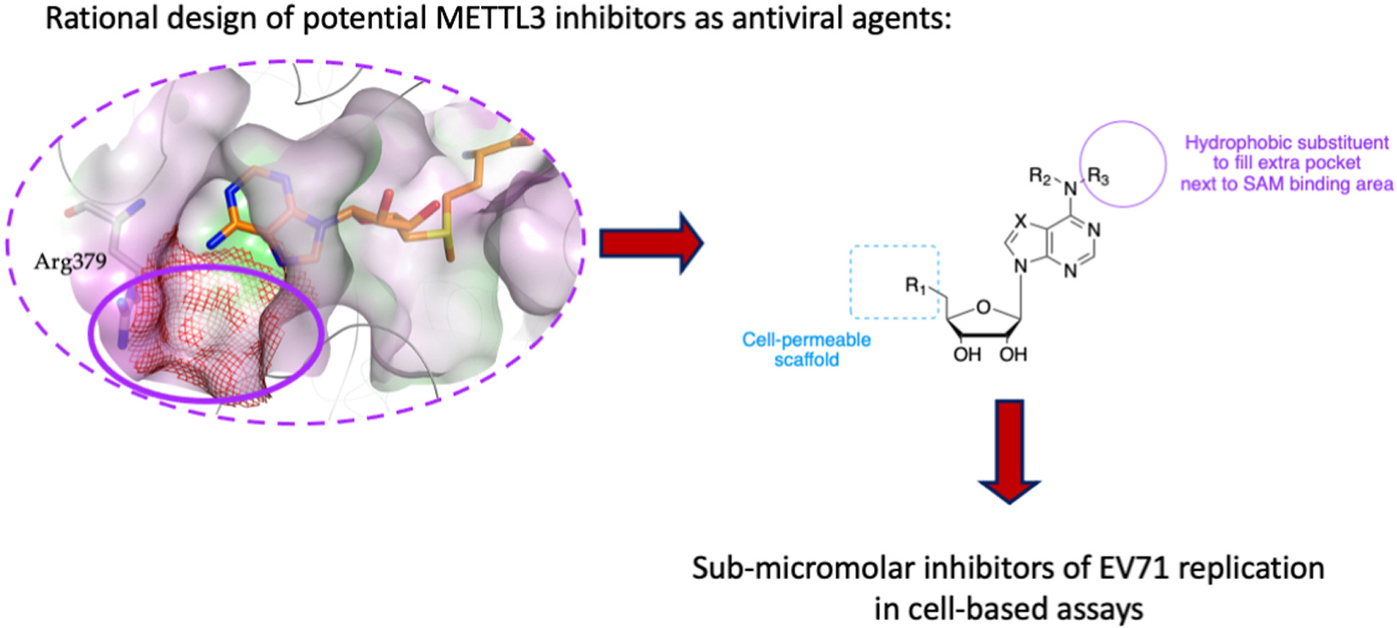 Fig. 1 Rational design of novel nucleoside analogues as inhibitors of EV71.