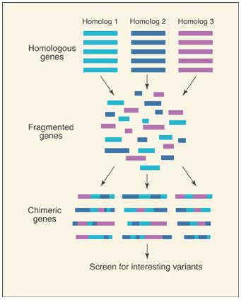 The workings of DNA shuffling.