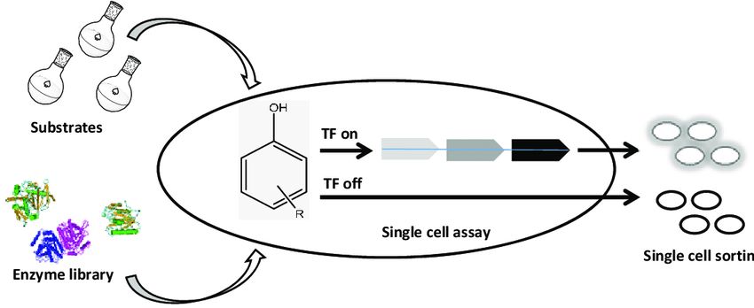 Genetic Enzyme Screening System (Carlina Peña, et al., 2016)