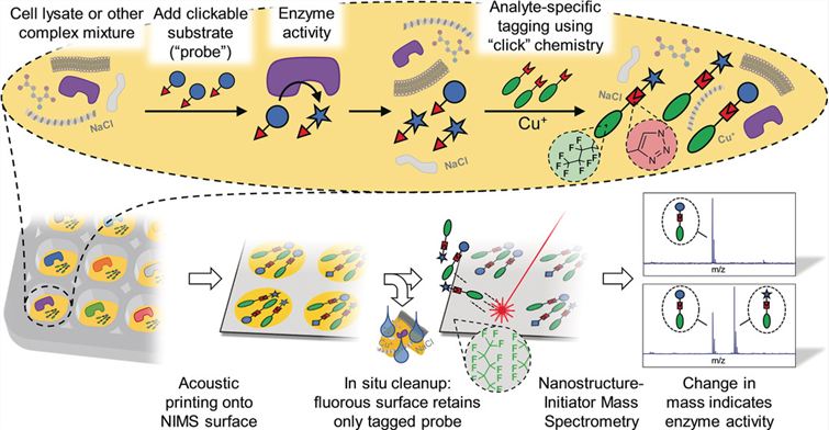 A high-throughput mass spectrometric enzyme activity assay.