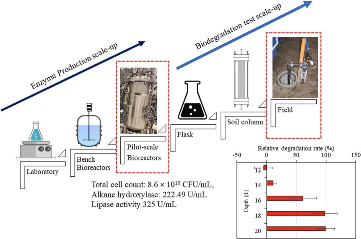 Pilot-scale production and in-situ application of petroleum-degrading enzyme cocktail from Alcanivorax borkumensis